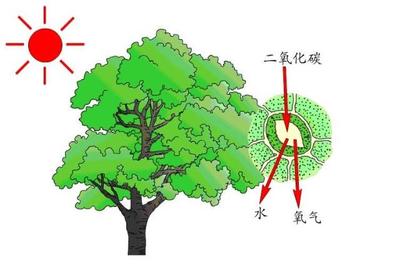 科學家修復光合作用&ldquo;自然缺陷&rdquo;,提升了作物40%產(chǎn)量