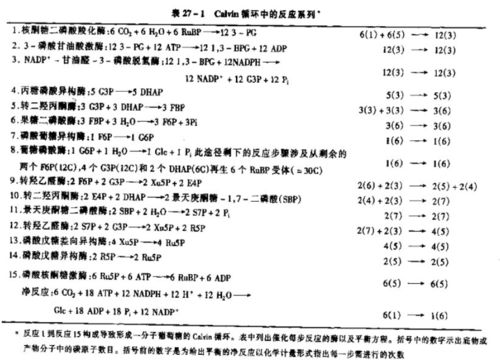 光合作用與水 深入解析水在光合作用中的產生階段